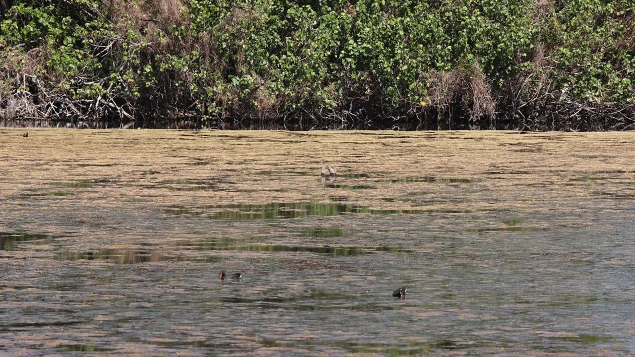 澳大利亚莫顿湾布里比岛湿地鸟类保护区内的黑松鸡视频素材