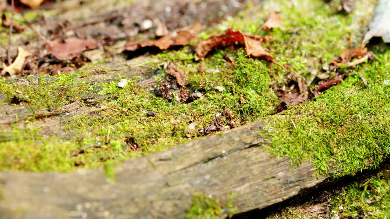 森林里树上的苔藓。微距镜头。锅视频素材