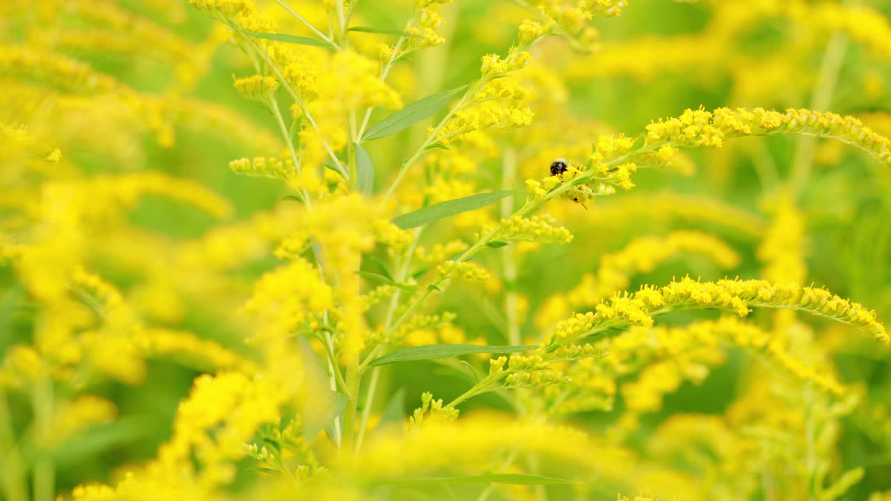 加拿大一枝黄花。因为它在夏末才开花。大黄蜂收集花蜜视频素材