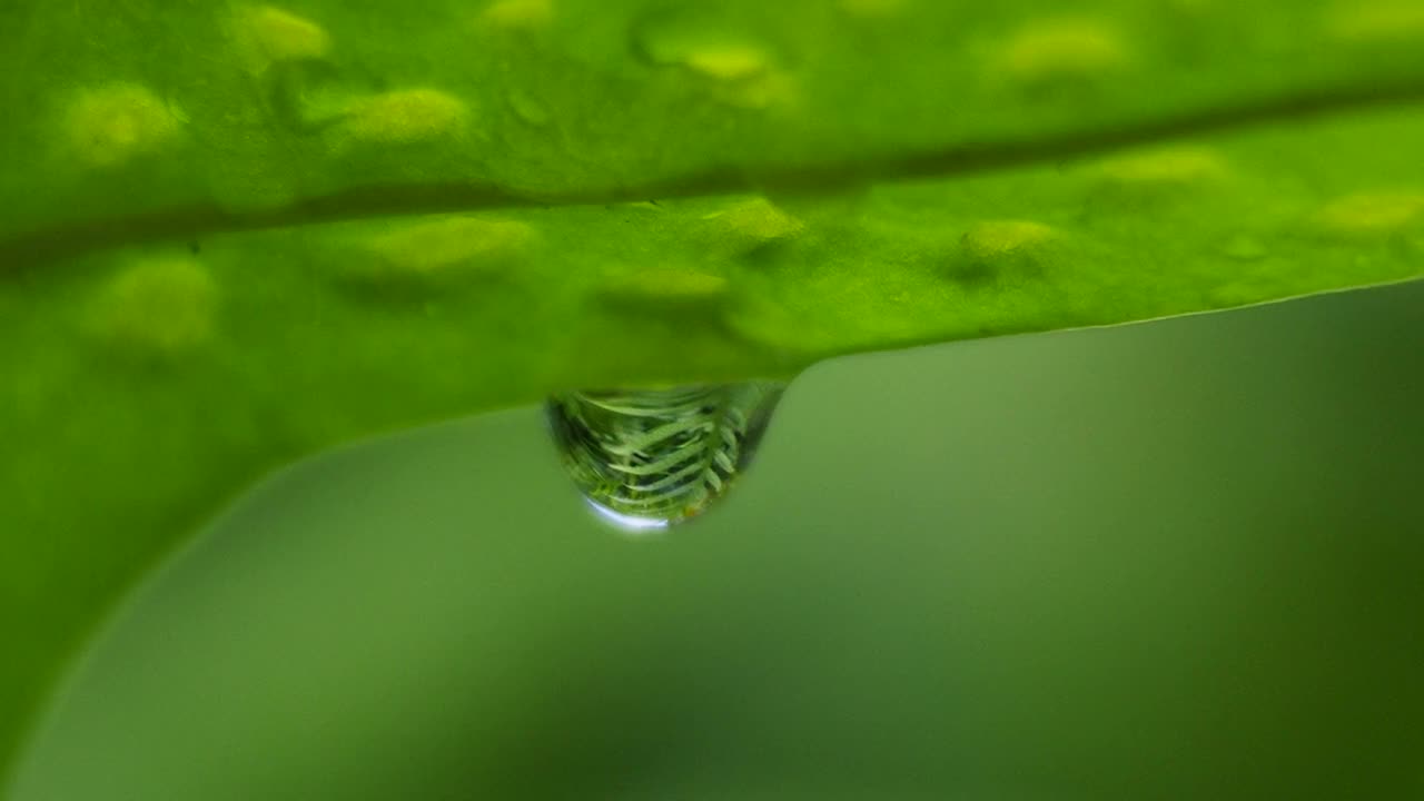 绿叶植物上的露珠视频素材