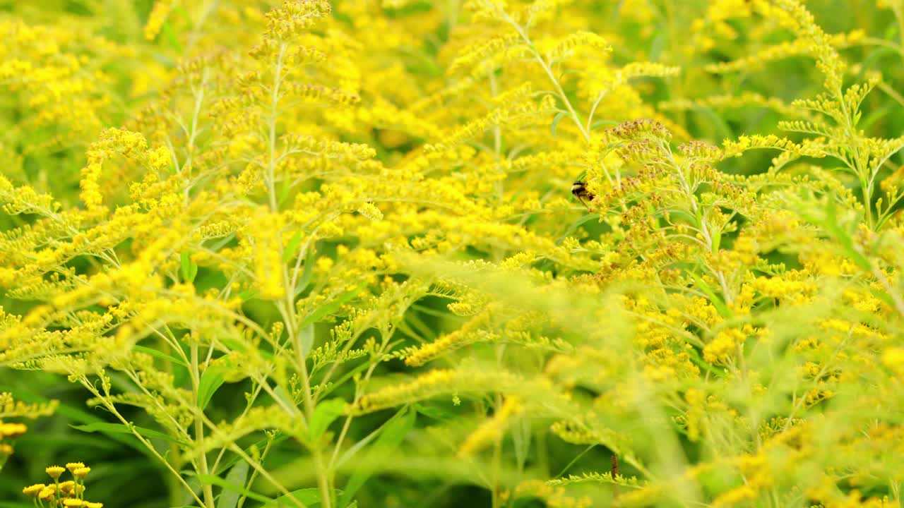 一枝黄花，黄花，花蜜黄。昆虫为加拿大一枝黄花授粉视频素材