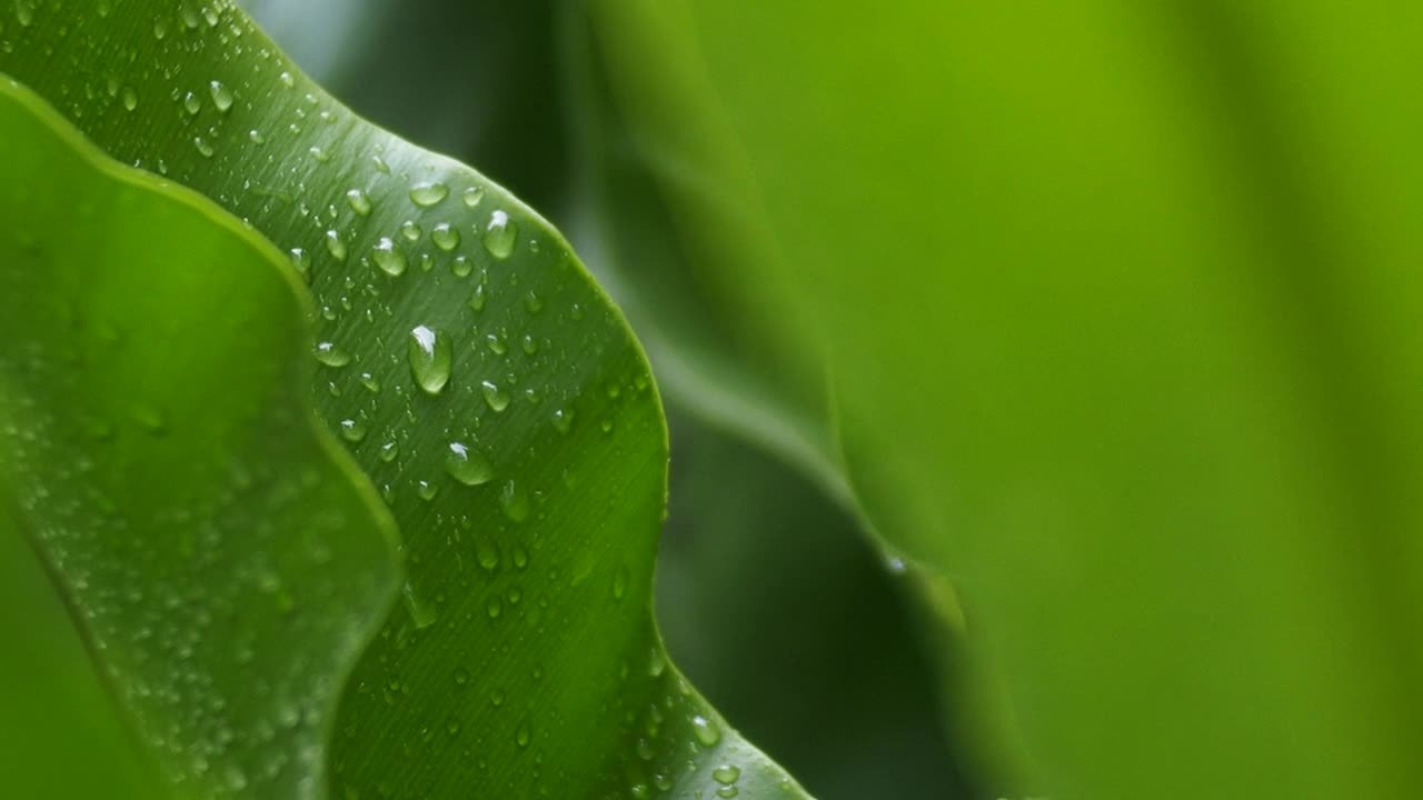 绿叶植物上的露珠视频素材