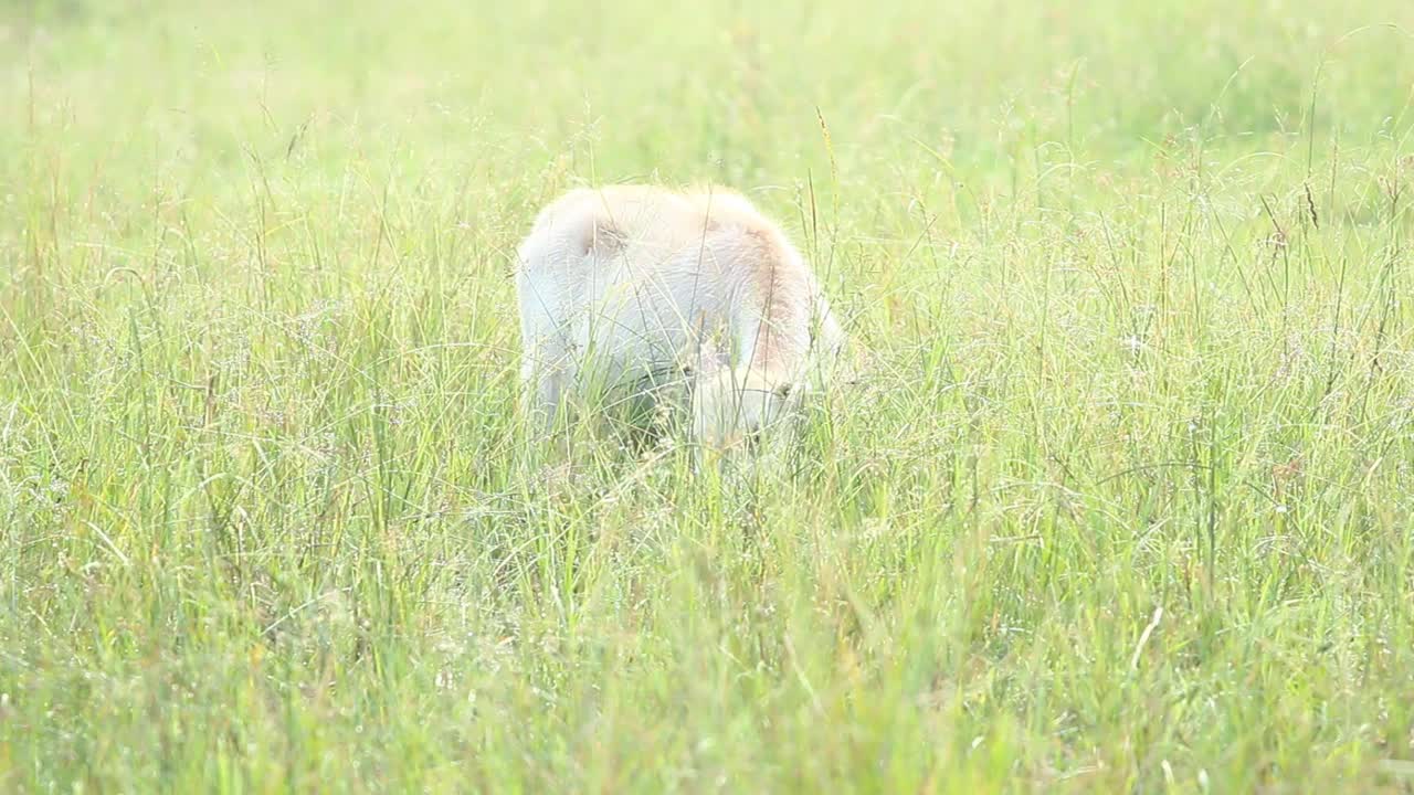 泰国水牛宝宝在田里吃草视频素材