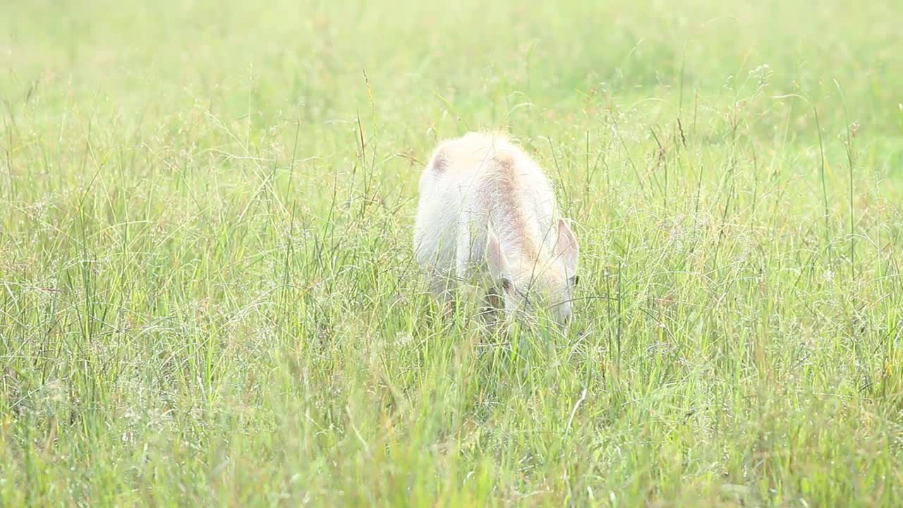 泰国水牛宝宝在田里吃草视频素材