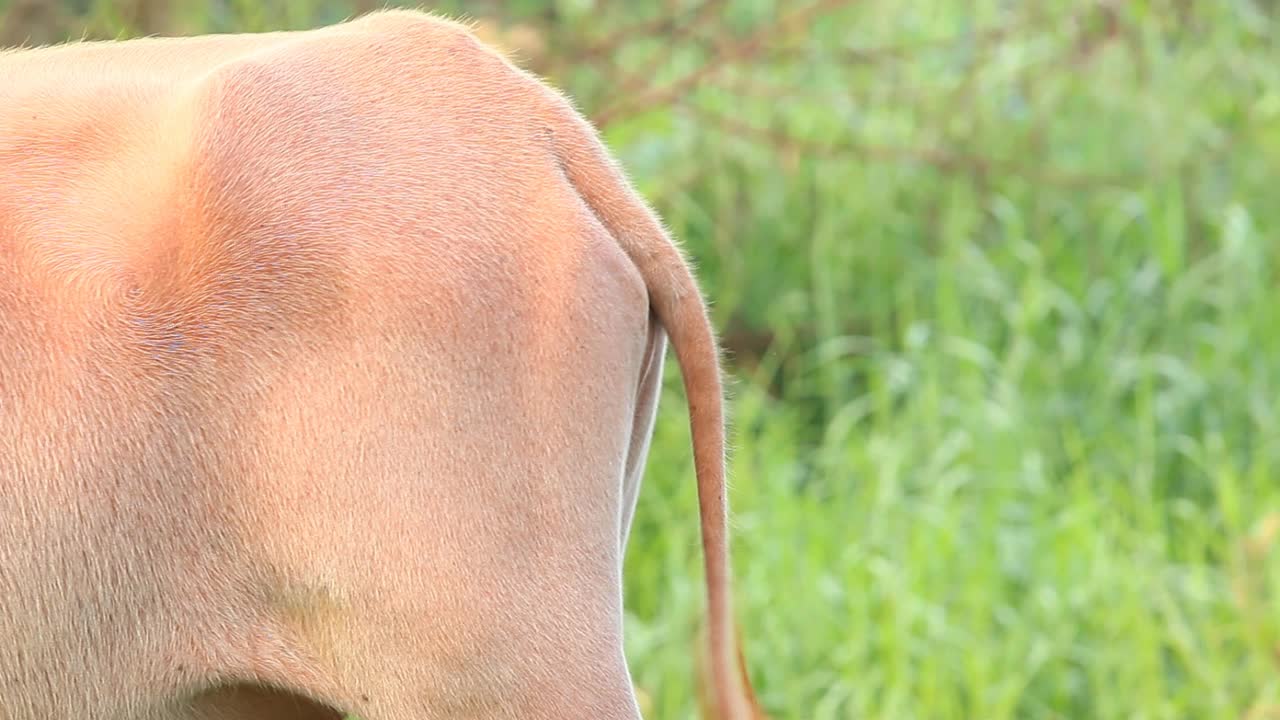 田野里的泰国白化病水牛的后腿视频素材