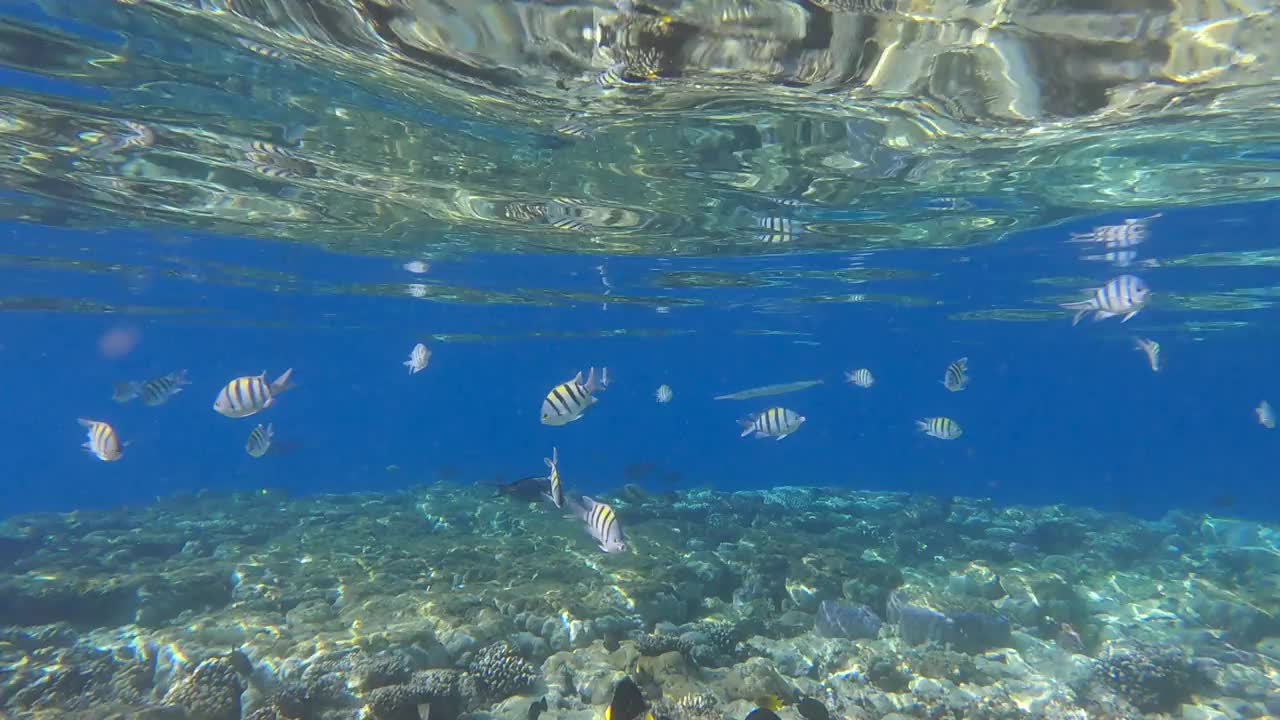 针鱼在珊瑚礁上方的蓝色海水中游泳。4 k-60fps视频素材