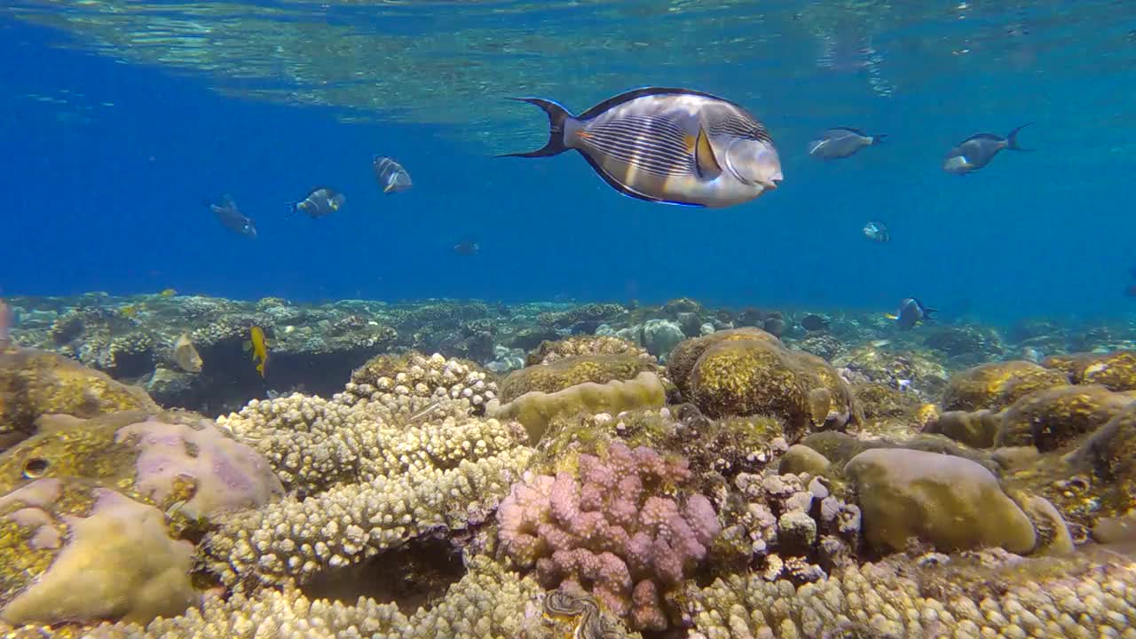 一群外科医生鱼在阳光下游过珊瑚礁。红海小丑外科医生(Acanthurus sohal)。4 k-60fps视频素材