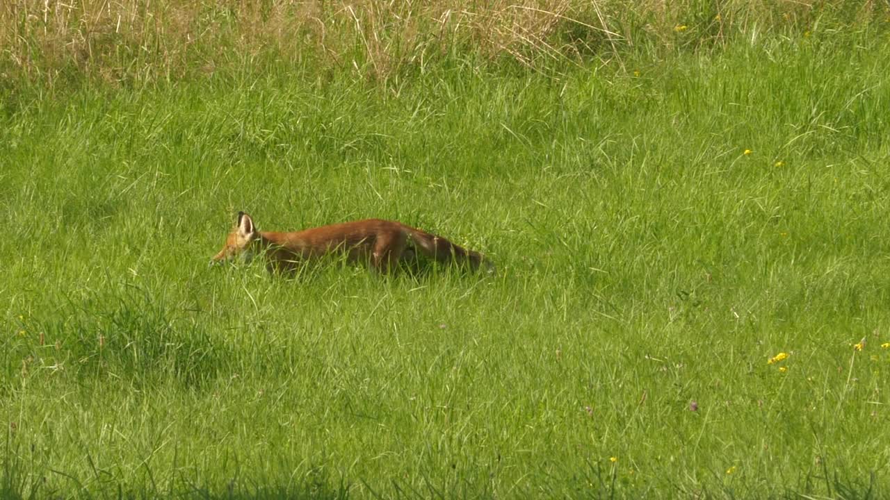 野生红狐(Vulpes Vulpes)在林边的野外觅食。自然中的野生动物。野兽的猎物。赤狐(Vulpes Vulpes)在野生栖息地的草地上行走。视频素材