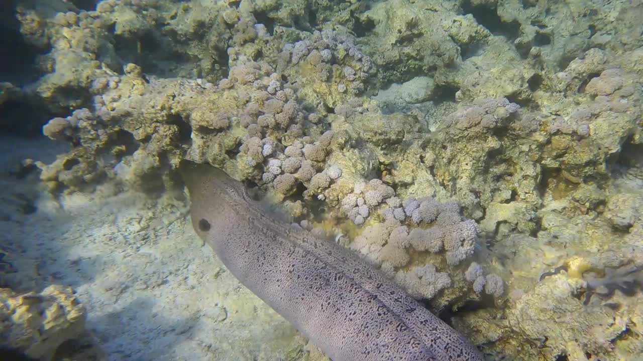 在清晨的阳光下，海鳗在浅水区的珊瑚礁上游泳。巨型海鳗(Gymnothorax javanicus) 4k -60帧视频素材