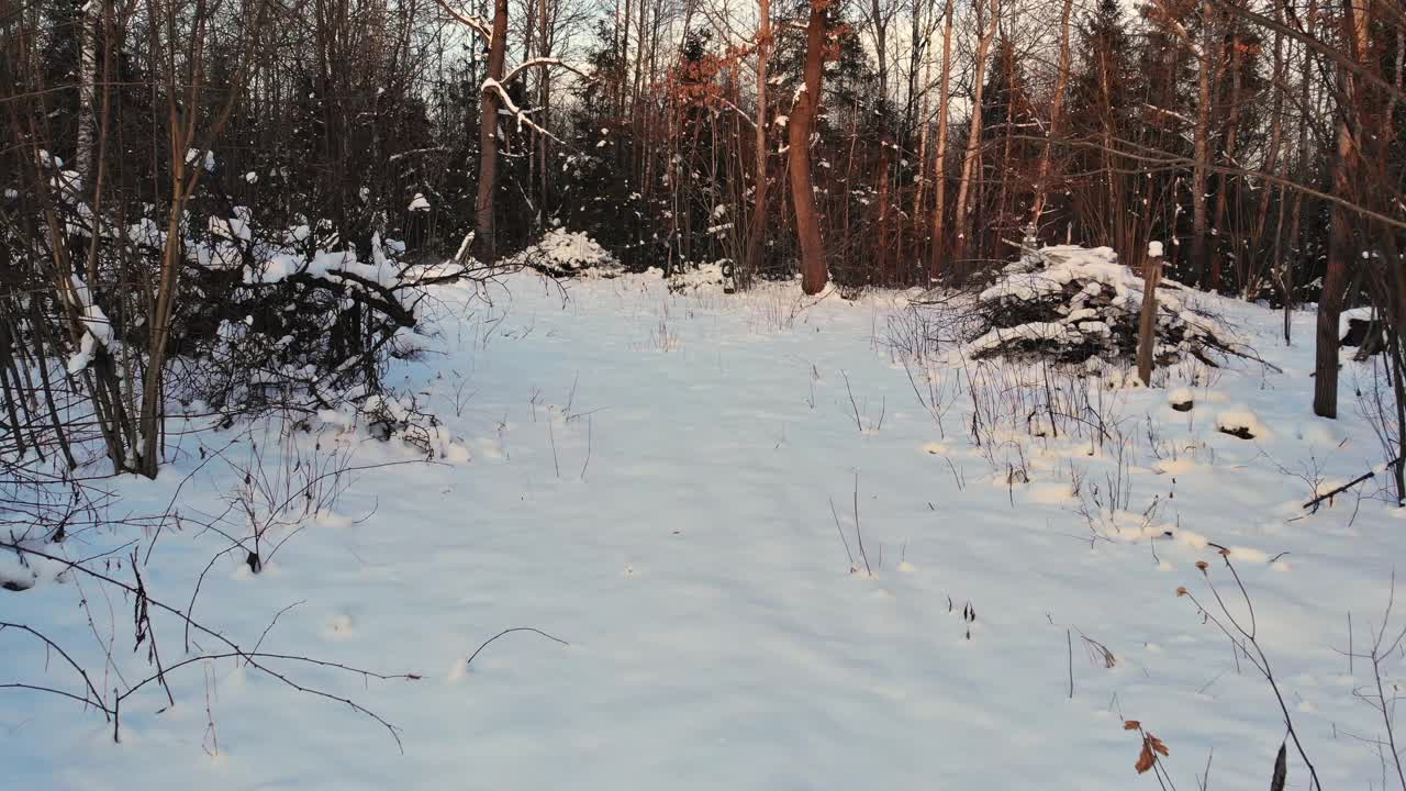 冬天的风景在一场大雪覆盖了一场沉重的湿雪，一层厚厚的雪躺在树枝上视频素材