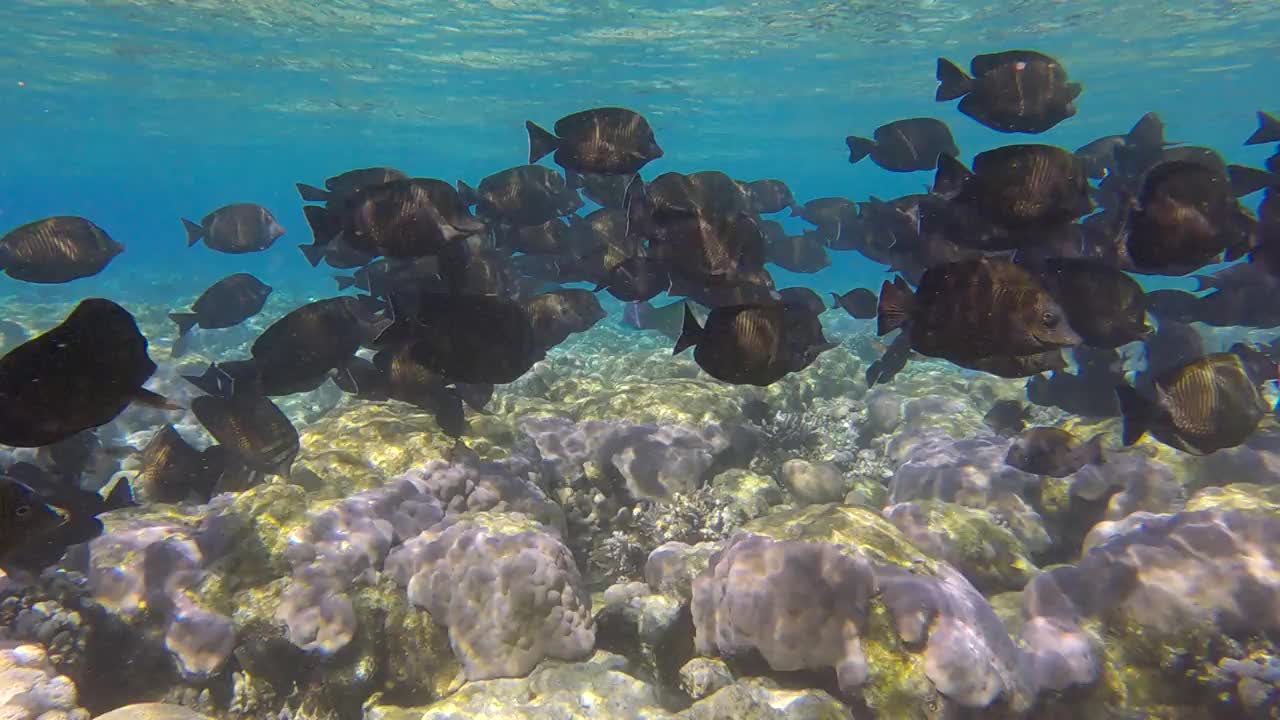 阳光下，一群混合的帆鳍汤在浅水区的珊瑚礁上游泳和进食。海洋里的水下生物。(4 k-60fps)视频素材