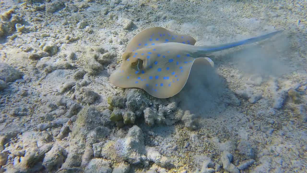 黄貂鱼积极地挖掘沙底寻找食物。蓝斑黄貂鱼(淋巴带绦虫)。海洋中的水下生物(4K-60pfs)。4 k-60fps视频素材