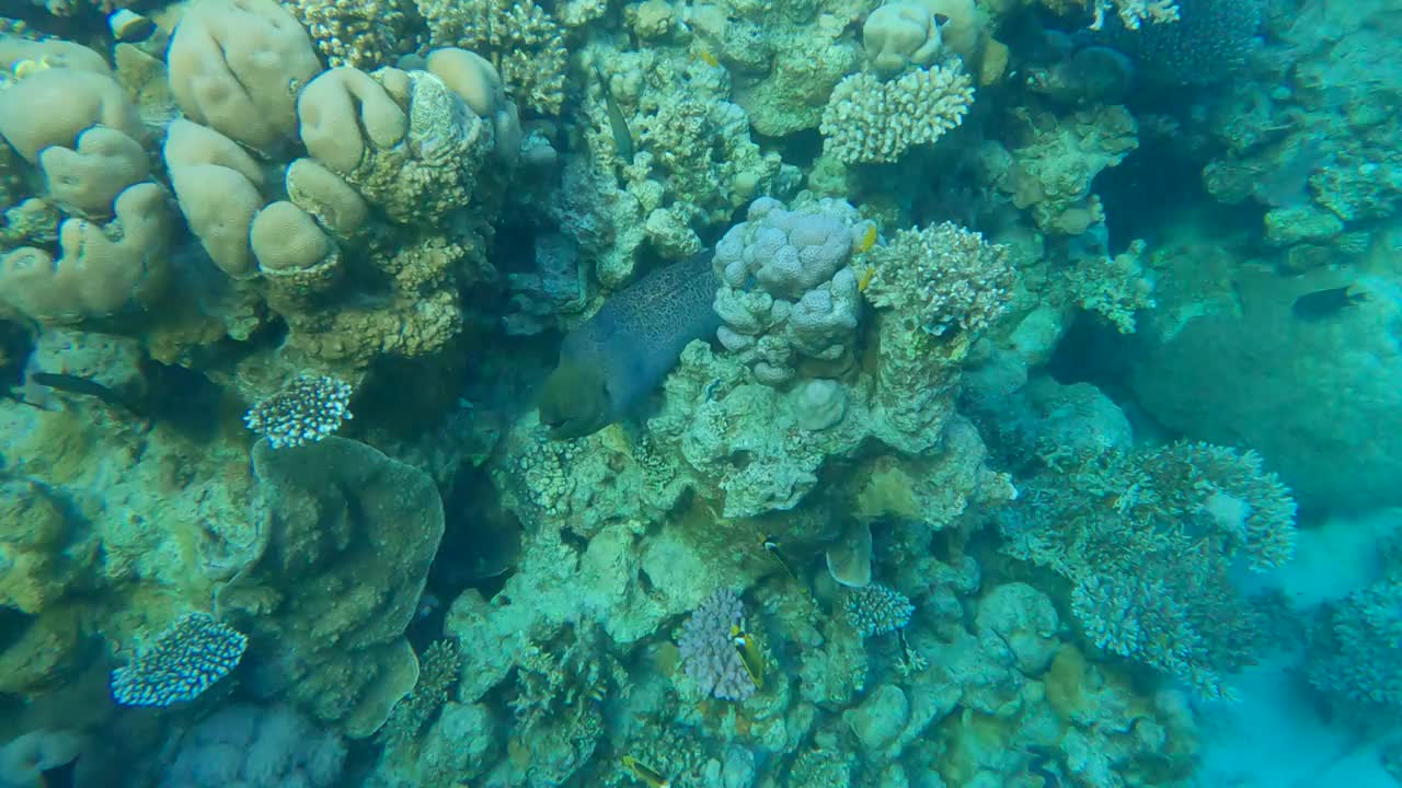 清晨的阳光下，海鳗藏在珊瑚礁里。巨型海鳗(Gymnothorax javanicus) 4k -60帧视频素材