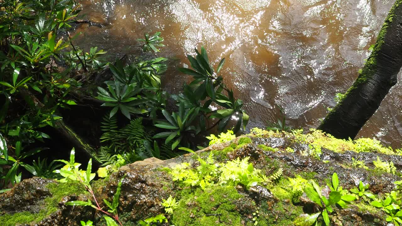 雨林里流动的溪水视频素材