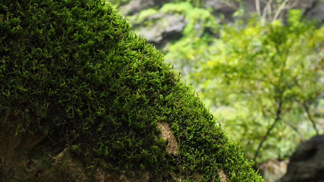 热带雨林树皮上的苔藓和蕨类植物视频素材