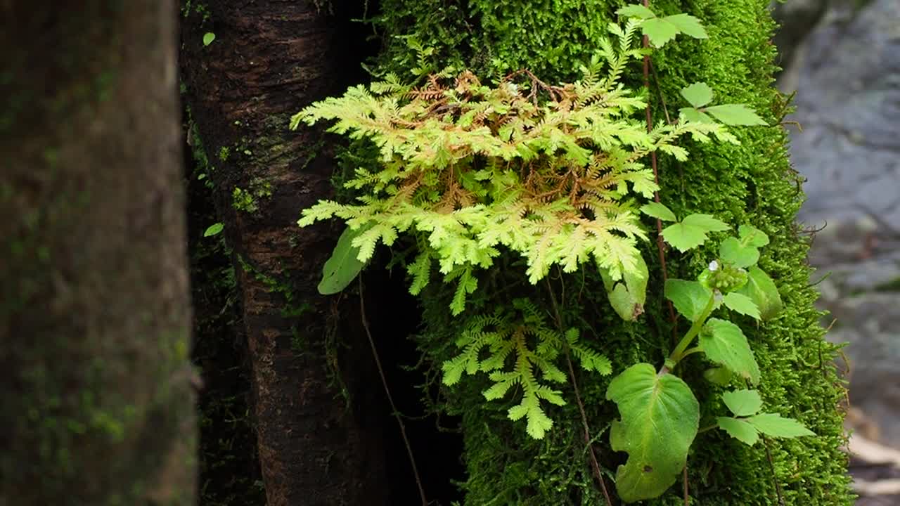 热带雨林树皮上的苔藓和蕨类植物视频素材