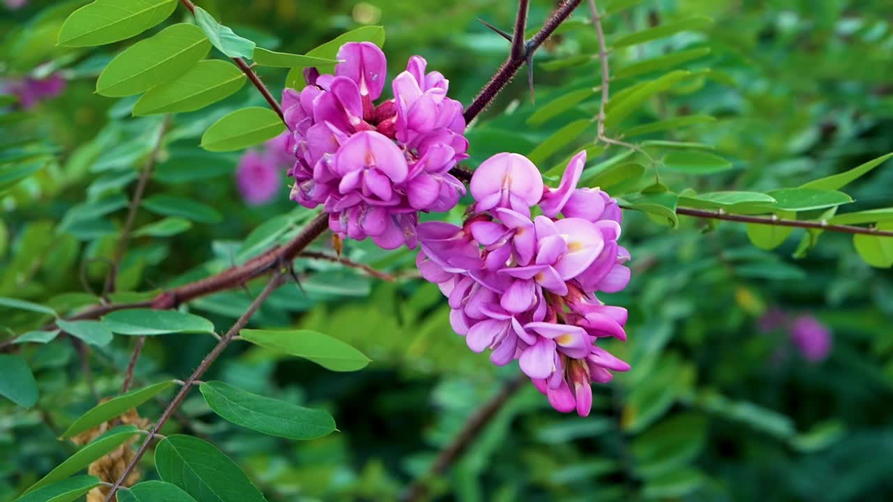 森林里，粉红色的森林花在树枝上摇曳视频素材