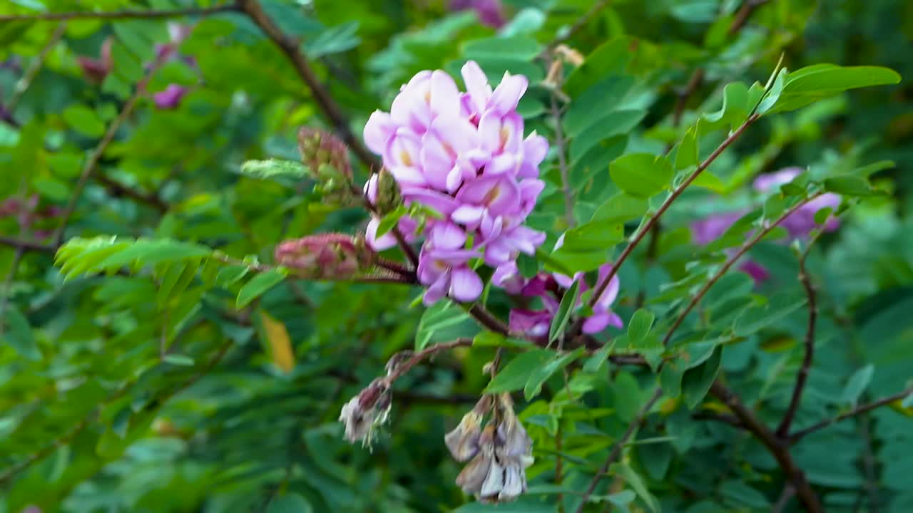 森林里，粉红色的森林花在树枝上摇曳。树上的花很漂亮视频素材