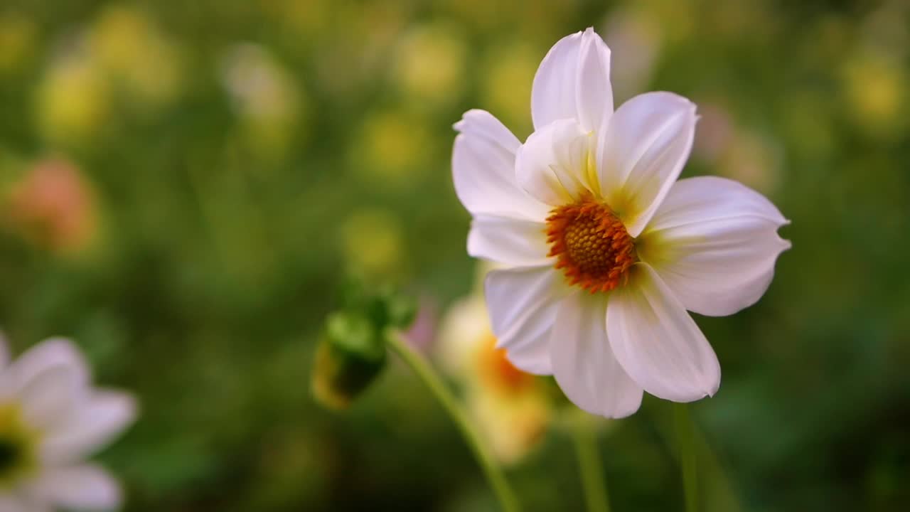 软焦点花白色花瓣，花在前景视频素材