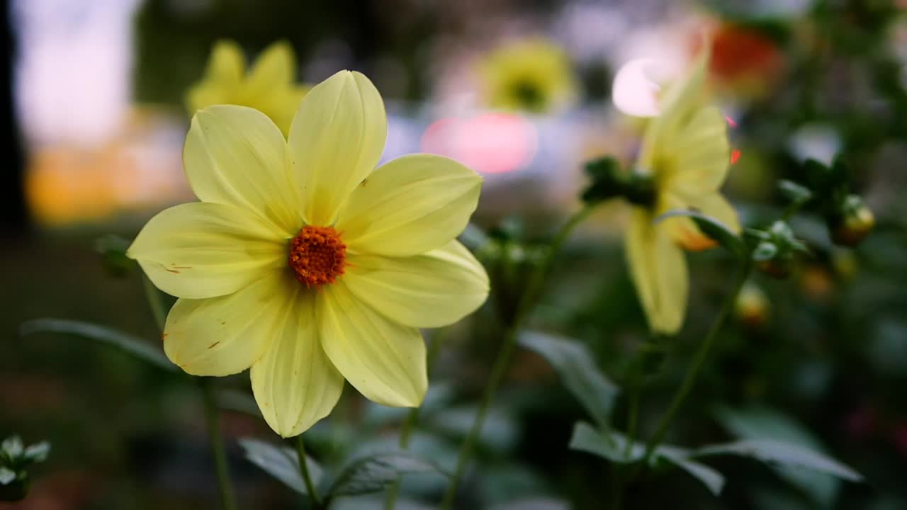 美丽的花卉野生动物背景，黄色花瓣的花的特写。视频素材