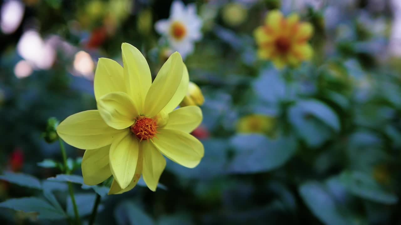 花在黄色花瓣在慢动作，花的散景背景。视频素材