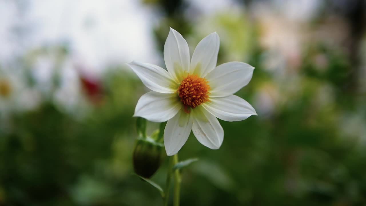 花园中白色花瓣的花朵模糊了散景的背景视频素材