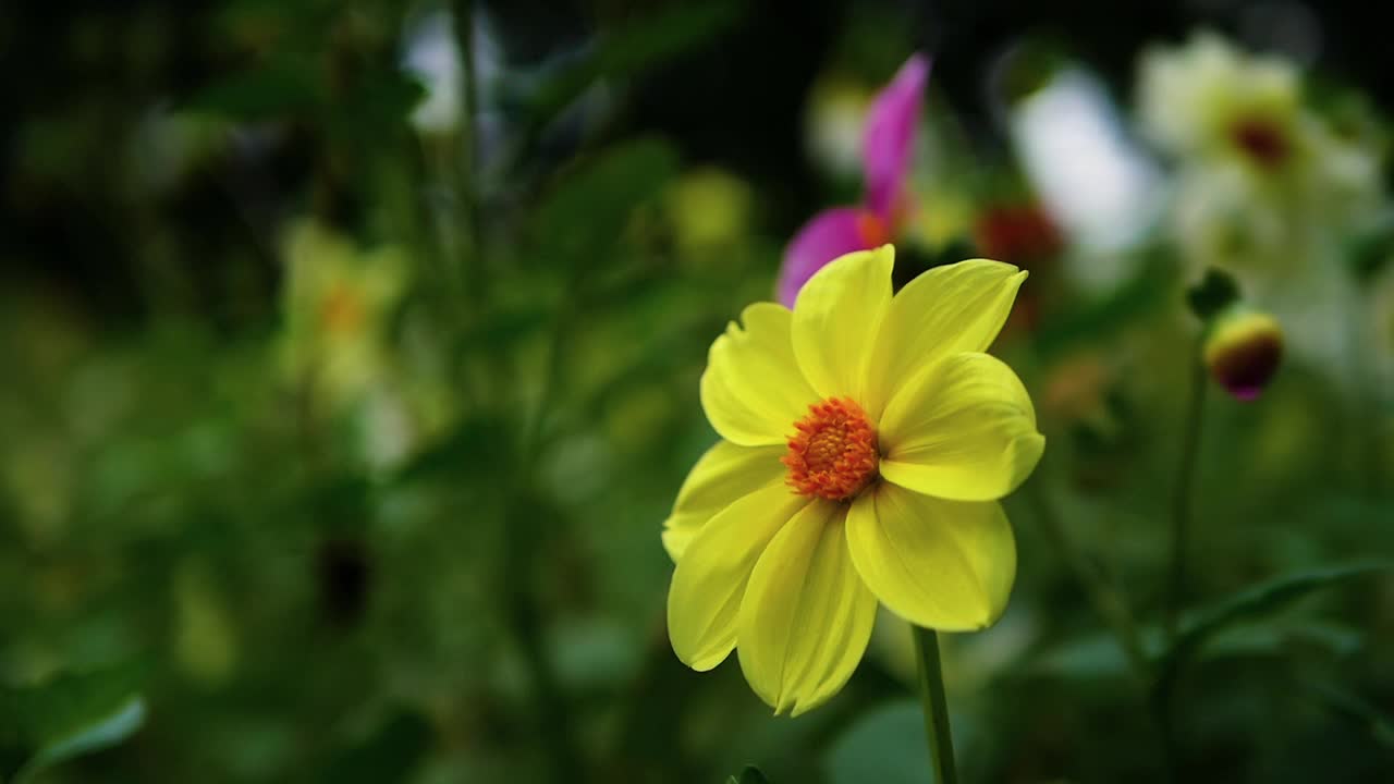 特写黄花模糊的散景背景，森林花卉背景。视频素材