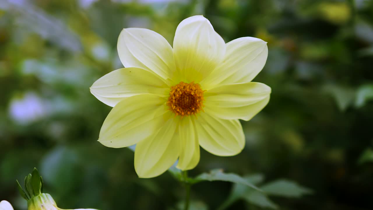 秋天的花在一个模糊的背景散景，花与美丽的花瓣特写视频素材