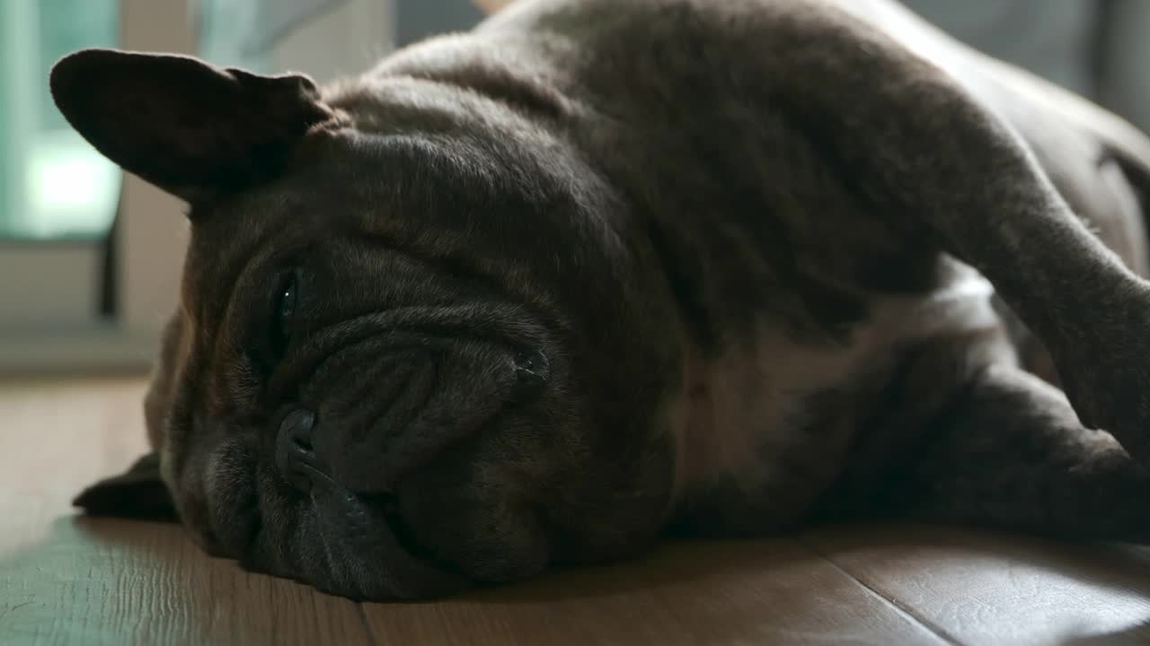 靠近睡在地板上的黑色法国斗牛犬。视频素材