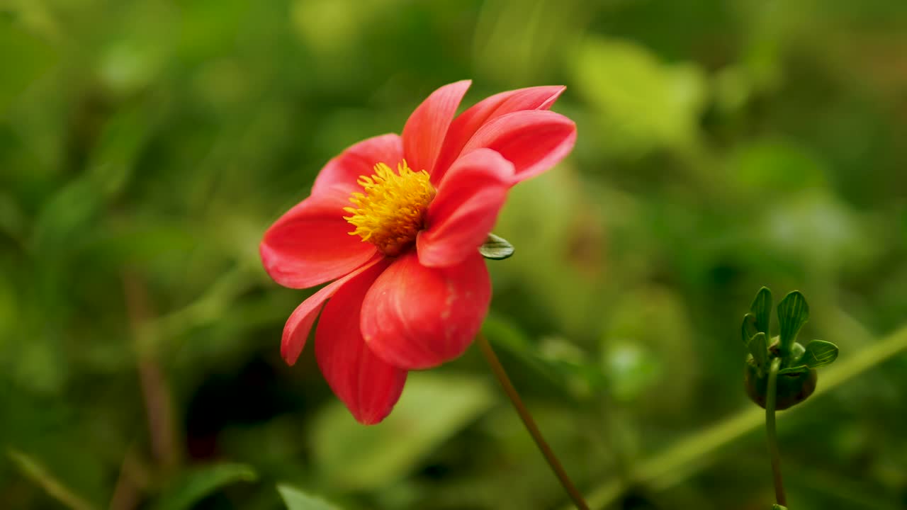 在模糊的散景背景上对一朵红花进行软聚焦，对一朵花瓣美丽的花进行特写视频素材