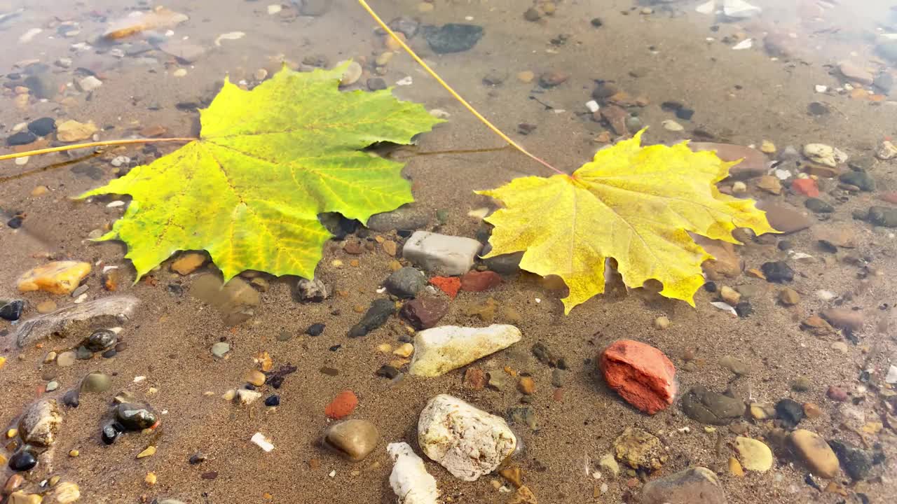 秋天作文用黄色的枫叶。落在水中的金叶视频素材