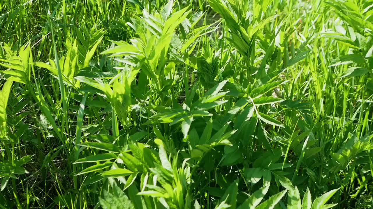 盛开的接骨木，枝叶随风摇曳的接骨木，春天的接骨木视频素材