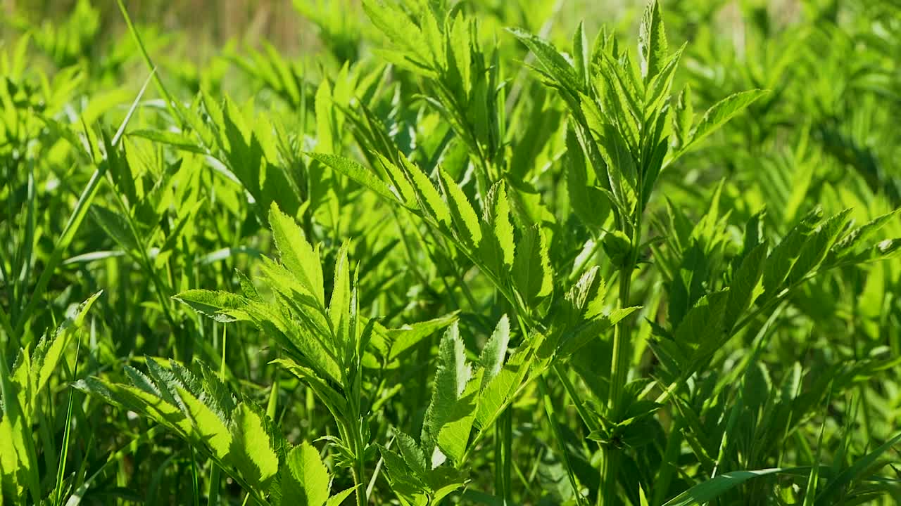 接骨木叶子，开花的接骨木浆果，春天接骨木浆果叶子。视频素材