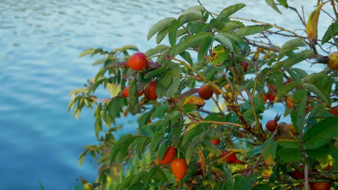 河上树枝上的蔷薇果。成熟的红色药用浆果。视频素材