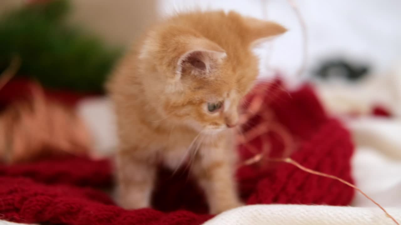 好奇的条纹橙姜猫在玩圣诞花环灯。小猫在家里玩得很开心视频素材