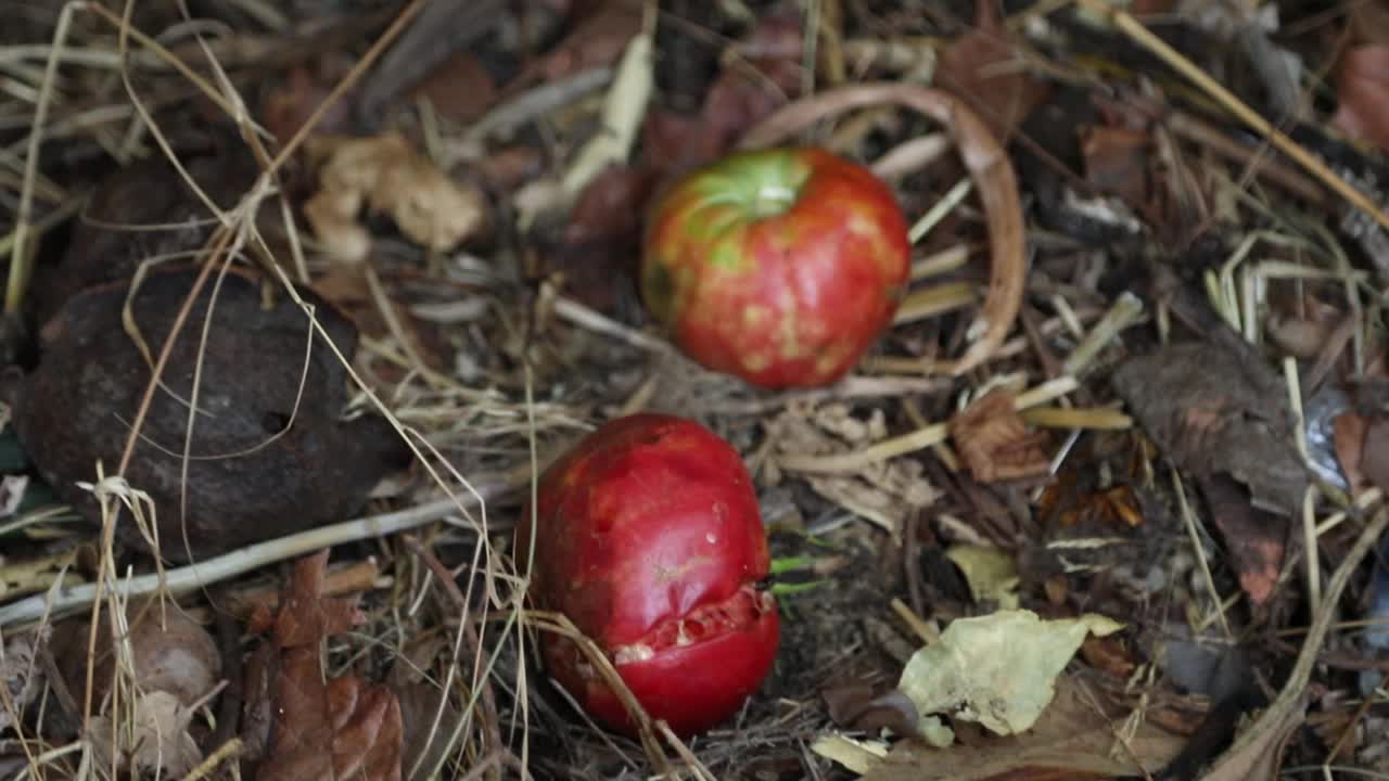 苹果堆肥在户外视频素材