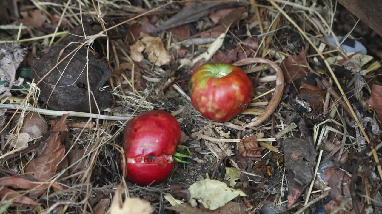 苹果在城市花园堆肥视频素材