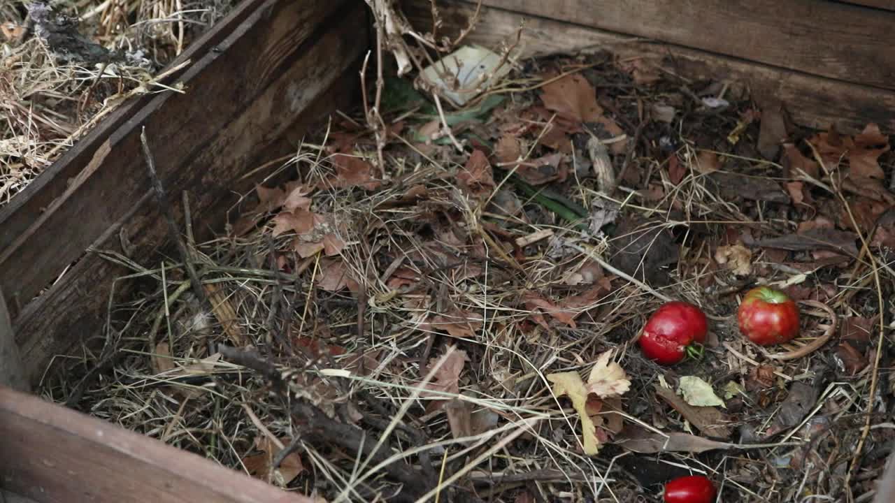 苹果和干树叶在堆肥中视频素材