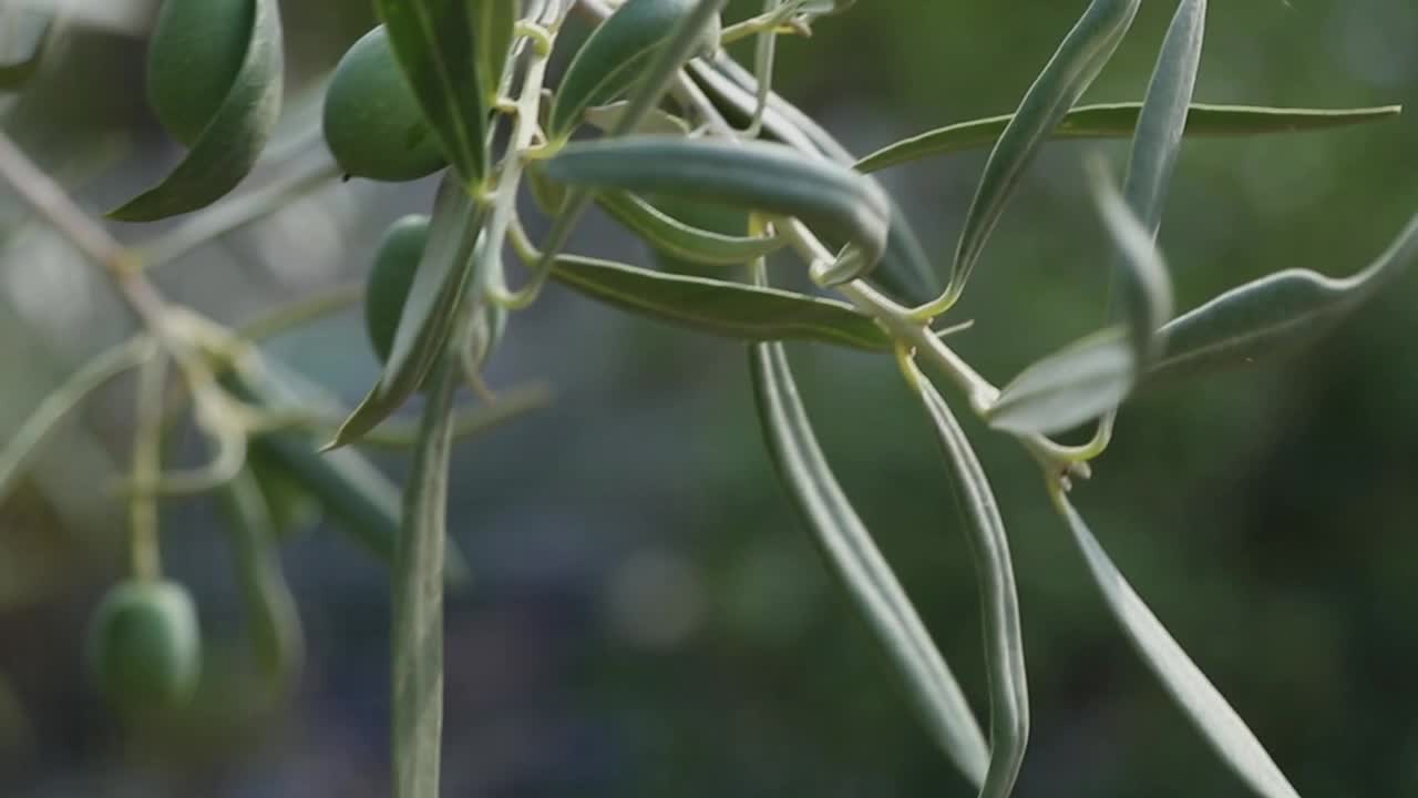 花园里的橄榄枝，在风中飘扬视频素材