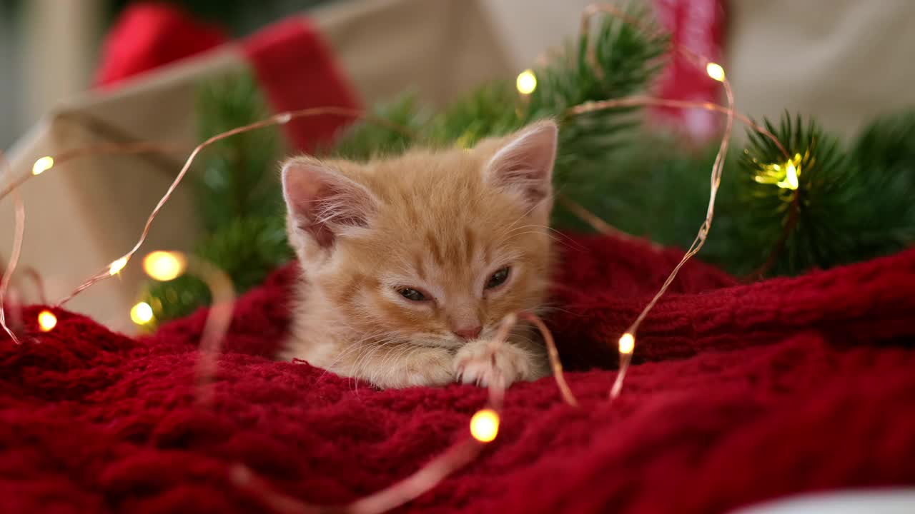 金色的小猫，圣诞灯是红色的。橙红猫快乐的梦。节日快乐,放松视频素材