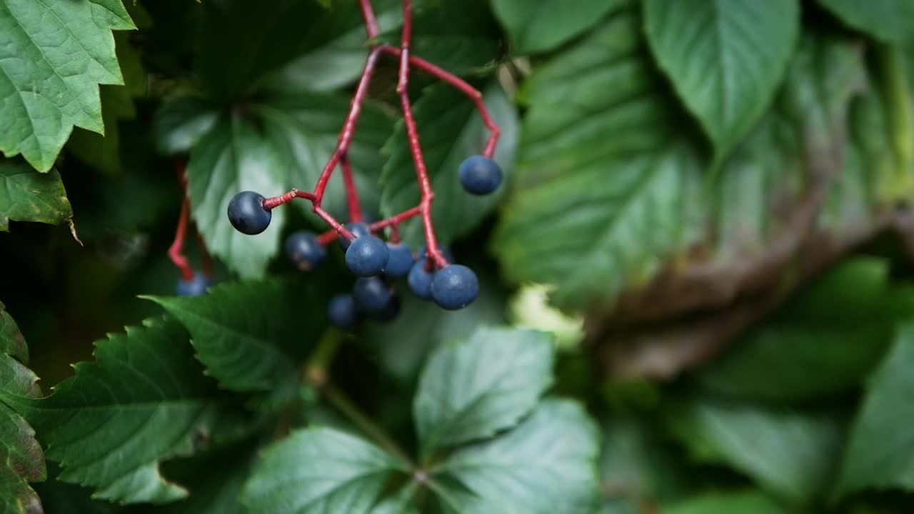 树枝上的蓝色浆果视频素材