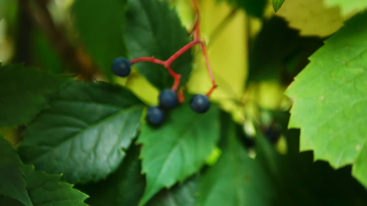 树枝上的森林蓝浆果视频素材