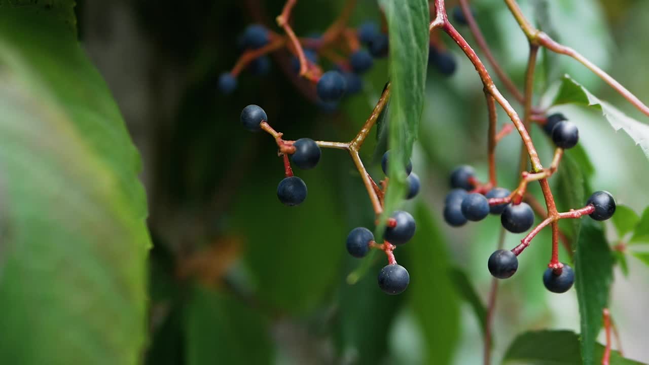 慢动作软聚焦森林蓝莓树枝上视频素材