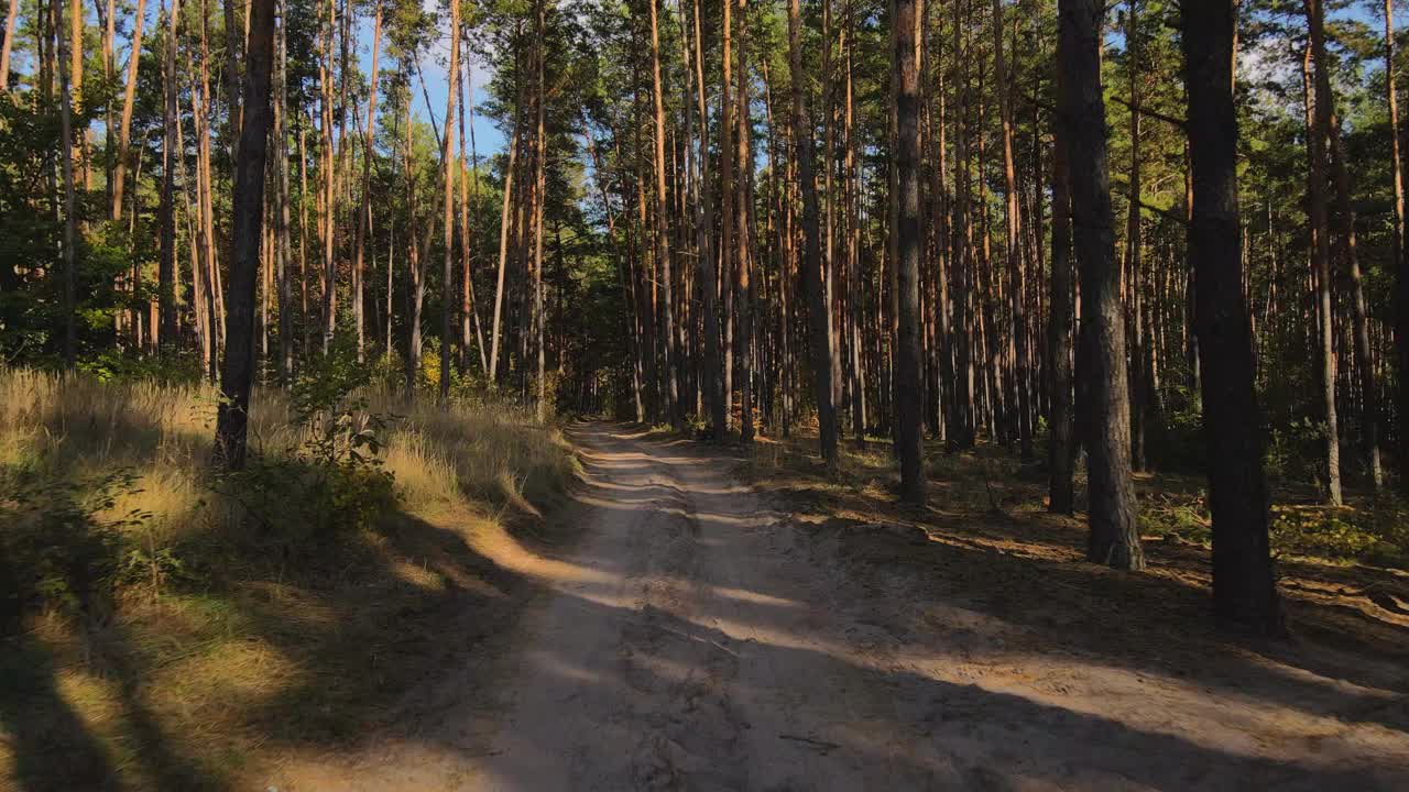 无人机沿着一条穿过松林的土路飞行。阳光下的松林和道路。4 k分辨率视频视频素材