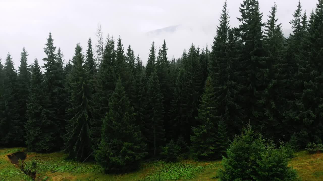 山区雨天后的航拍。雾吹过松林。云杉森林树木在山上雾天的空中镜头。美丽秋天森林的晨雾。视频素材