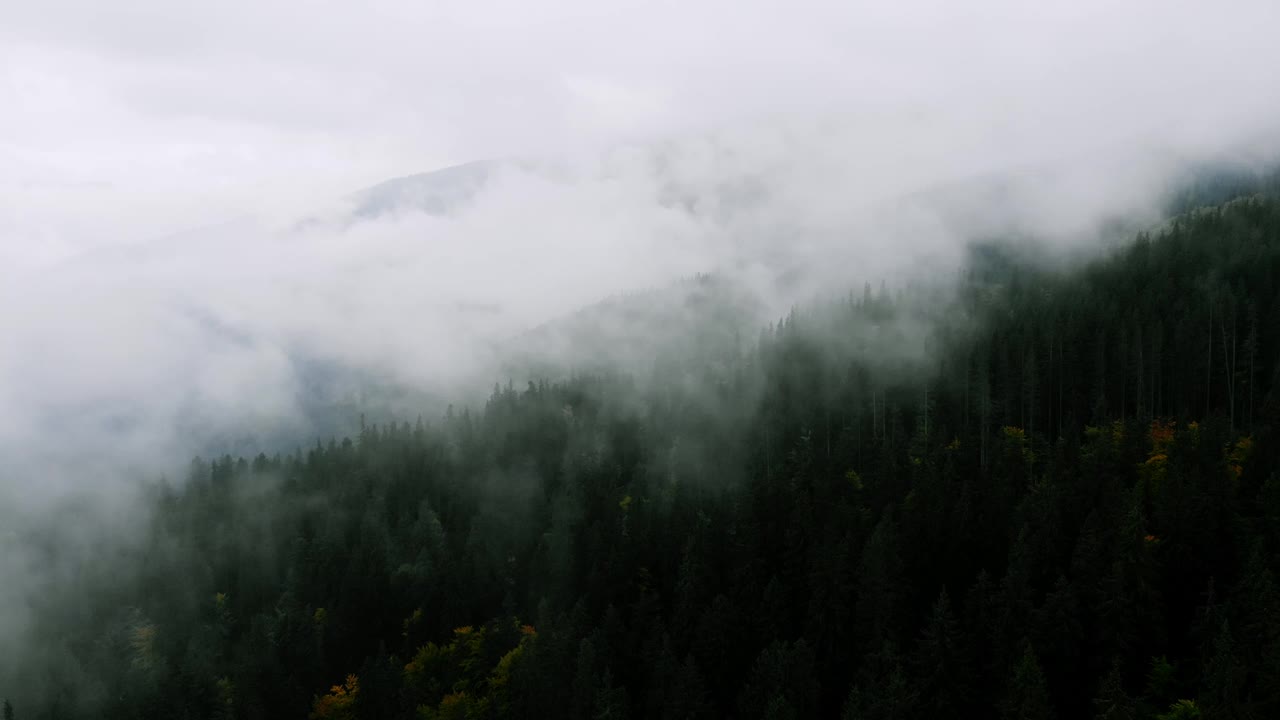 山区雨天后的航拍。雾吹过松林。云杉森林树木在山上雾天的空中镜头。美丽秋天森林的晨雾。视频素材