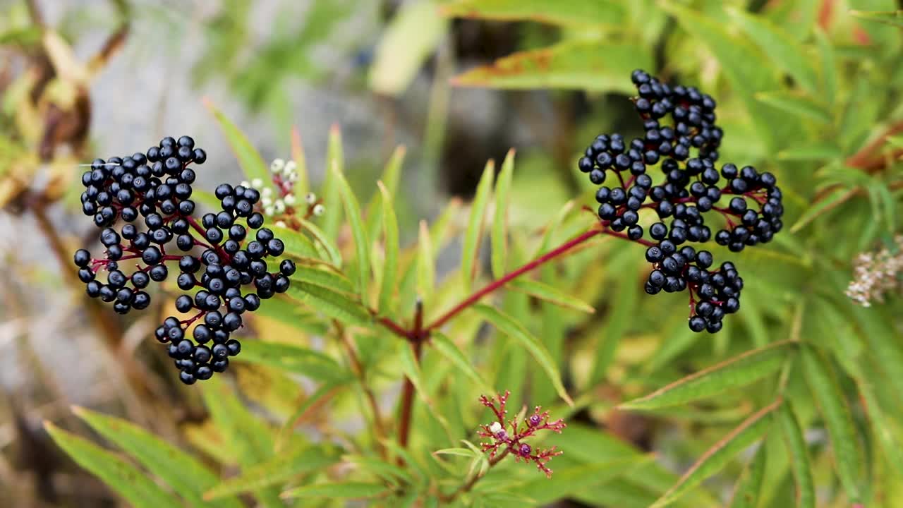 成熟的接骨木树顶视图，慢动作接骨木树视频素材