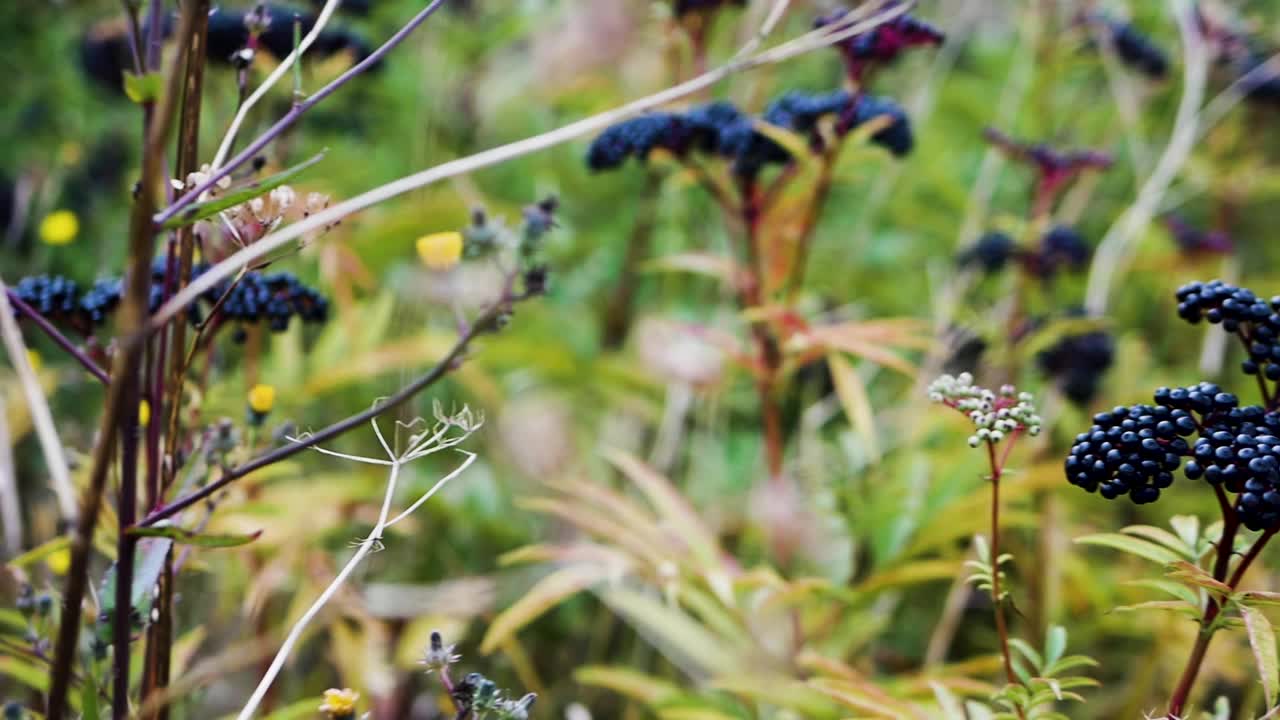 接骨木树在风中摇摆视频素材