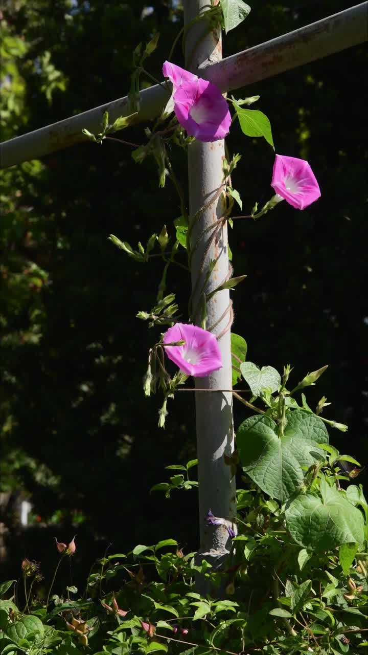 花的背景与紫色粉红色的旋花爬树杆在花园里视频素材