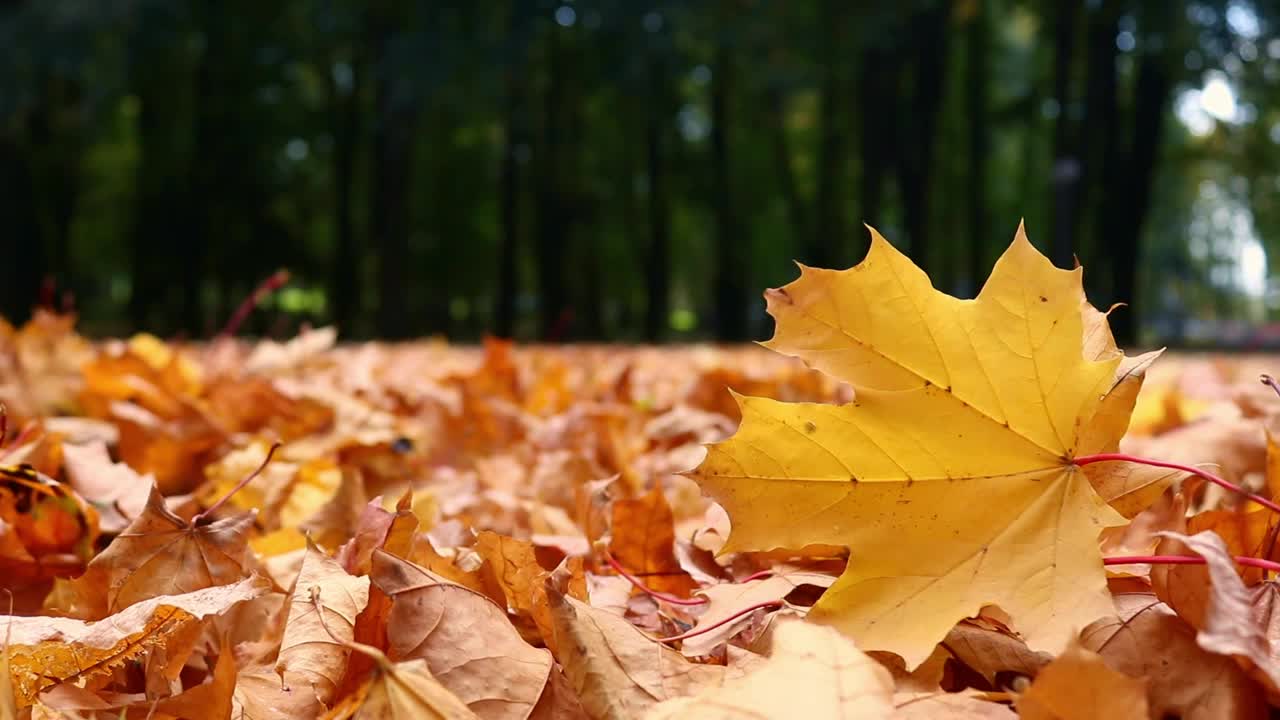 郁郁葱葱的树叶背景。公园里的枫叶纷纷落下视频素材